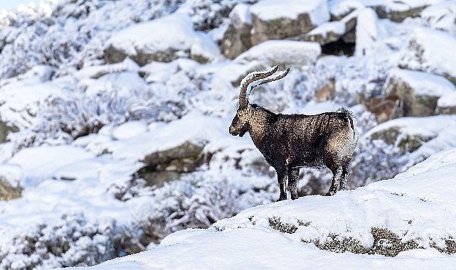 ‘Gredos: Dağların Kralı’, 26 Eylül Cumartesi Saat 19.00’da National Geographic WILD Ekranlarında! İber Yarımadası'nın kalbinde yükselen Gredos Dağları, Avrupa'nın gizli mücevherlerinden ve