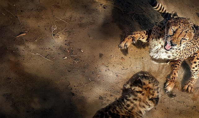 Siz hiç Afrika’da bir safariye katıldınız mı? Katılmadıysanız bu seriyi