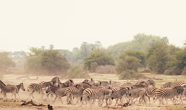 Botsvana’da, Okavango Deltası'nın Kalahari’ye karıştığı topraklarda su ve çöl; bolluk