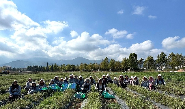 TABİP’te üretimden markalaşmaya uzanan hasat Kocaeli Büyükşehir Belediyesi’nin Tıbbi ve Aromatik Bitki Yetiştiriciliği Projesi (TABİP),