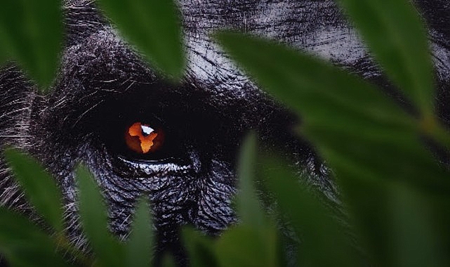 7 Bölümden Oluşan ‘Afrika: Vahşi Yuvamız’, 3 ve 4 Ekim Cumartesi/Pazar Günleri 15.15’te Art Arda Bölümlerle National Geographic’te İzleyicilerle Buluşuyor Dünyanın en büyük sıcak çölüne, en derin nehrine ve engin