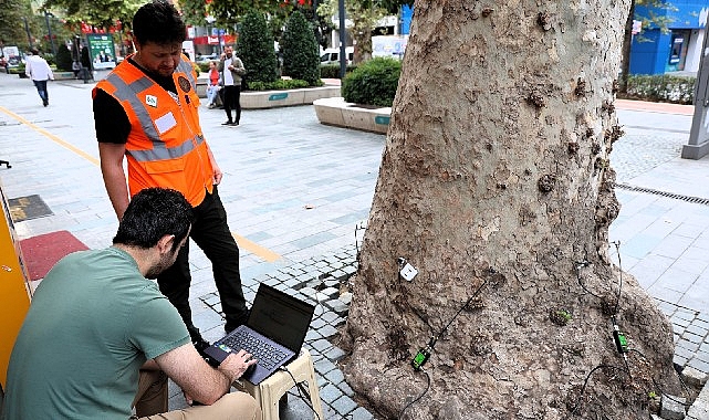 Asırlık ağaçlar tomografiyle korunacak Kocaeli Büyükşehir Belediyesi, kentin doğal mirası niteliğindeki anıt ağaçların korunması