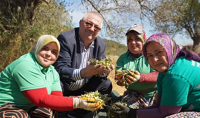 Edremit Belediyesi’nde yeni sezonun ilk zeytin hasadı gerçekleştirildi Edremit Belediyesi’ne ait zeytinliklerde 2026-2027 sezonunun ilk zeytin hasadı başladı.