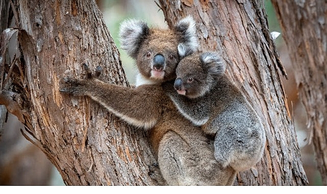 ‘Güneyin Minik Yavruları’, 31 Ekim Cumartesi Saat 20.00’de National Geographic WILD Ekranlarında İki bölüm Art Arda İzleyicilerle Buluşuyor! Avustralya'nın büyüleyici doğasında unutulmaz bir yolculuğa çıkarak bu kıtanın en