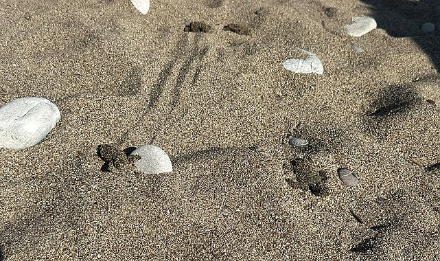 Kemer’de son caretta caretta yuvası açıldı Nesli tükenme tehlikesi olan caretta carettaların yuvalama alanları arasında yer