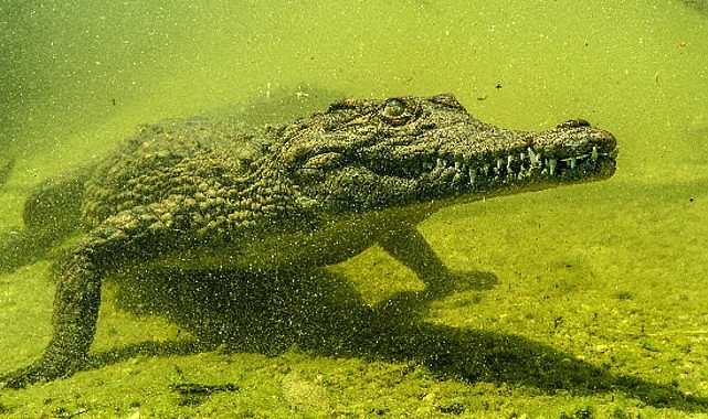 Botsvana'nın Okavango Deltası'nda genç bir Nil timsahı, ilk annelik sınavını